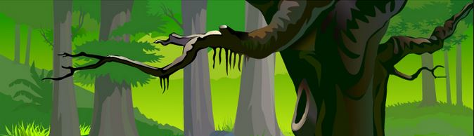  | RAINFOREST SERIES 2015